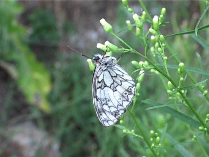 Schachbrettfalter ( Melanargia galathea ), Flügelunterseite : Schlafender Schachbrettfalter, Kaiserstuhl, 19.07.2006, 21 Uhr.